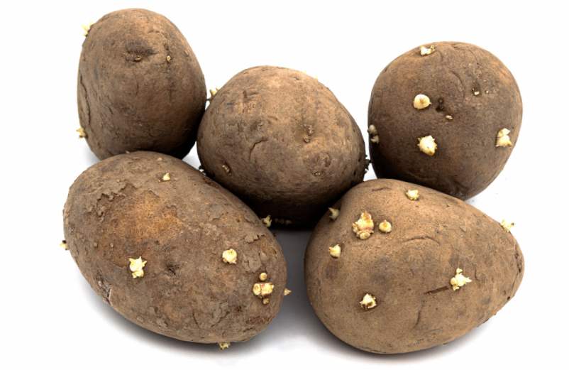 Les pommes de terre germées : germination et risques potentiels