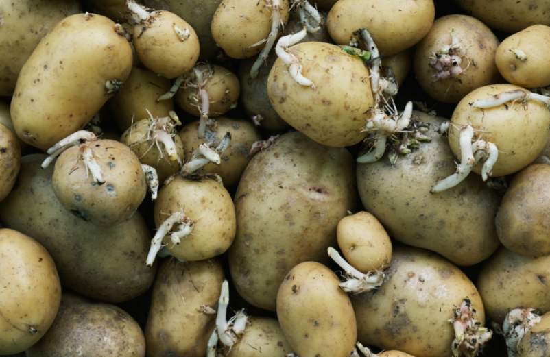 Manger des pommes de terre germées et molles : analyse et conseils alimentaires